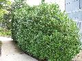 Schipka Laurel / Prunus laurocerasus 